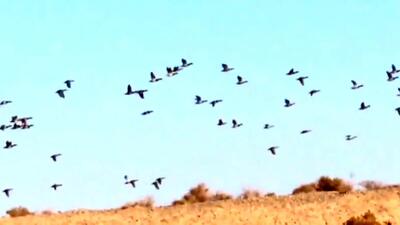  فیلم حضور صدها اردک سرسبز در میاندشت