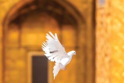 عنایت امام‌رضا(ع)، ریشه توفیقات معنوی