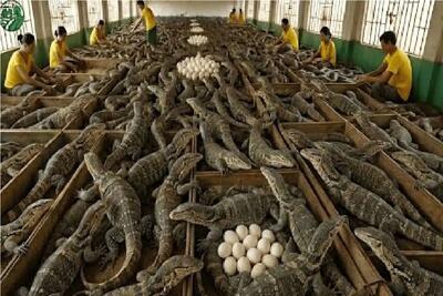  فرآوری کومودو؛ چشم بادومی ها سر کومودو میزنن کومودو پلو بار کنن پوستشم بره بازار