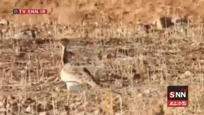  مشاهده و ثبت مجدد گونه «هوبره» در حاشیه منطقه حفاظت‌شده سبزکوه + فیلم