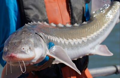 استحصال ۱۴۵ کیلوگرم خاویار در خراسان رضوی