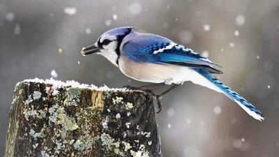 بارش‌های سنگین از امروز آغاز می‌شود + لیست کامل استان‌های برفی و بارانی