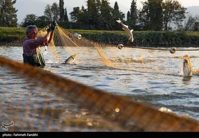 پیش‌بینی تولید 5000 تن ماهی خاویاری در سد سیمره لرستان - تسنیم