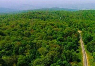 الگوی «جنگل‌داری اجتماعی» در زاگرس/تامین معیشت 10 میلیون نفراز جنگل - تسنیم