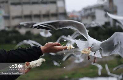 کاکایی، مهمان چشمه کیله تنکابن