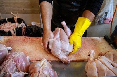 علت نوسانات بازار مرغ چیست؟ / مرغ‌ها گرسنه‌اند