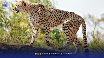 آیا یوز ایرانی نجات می‌یابد؟