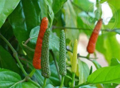 خواص دارالفلفل