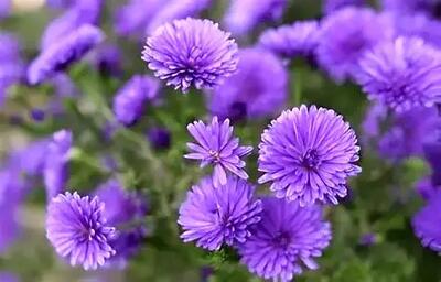 نایاب‌ترین رنگ جهان در طبیعت را بشناسید