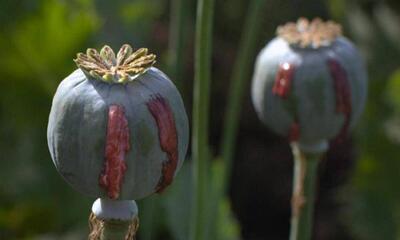 نتایج عجیب یک مطالعه‌ جدید؛ مصریان باستان هم تریاکی بودند؟