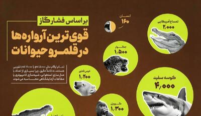  کدام حیوانات آرواره‌های قوی‌تری دارند؟(+اینفوگرافیک)