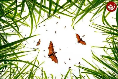  ۷ لحظۀ استثنایی «حیات وحش» از قاب دوربین بهترین عکاسان طبیعت در جهان