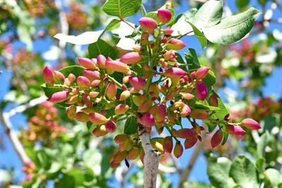  راهنمای جامع کاشت، پیوند و هرس درخت پسته