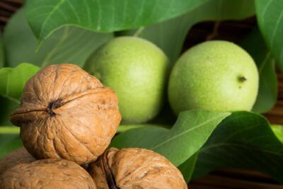  ویژگی و مزایای انتخاب گردو ژنوتیپ مناسب