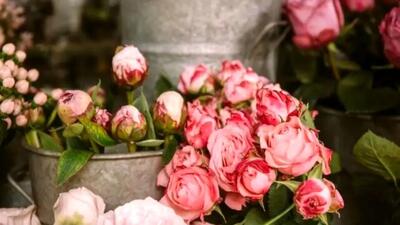 گل‌های گران‌تر از طلا؛ فاجعه قیمت‌ها در روز مادر!