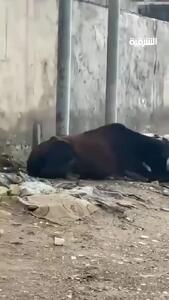  لحظه مرگ دو گاو بر اثر برق گرفتگی در خیابان