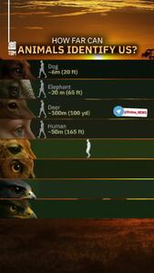  هر حیوان انسان را از چه فاصله‌ای می‌بیند؟! + فیلم