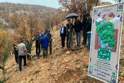  هزاران درخت به نام مادر در کهگیلویه و بویراحمد کاشته شد
