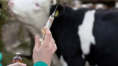 ۲ میلیون دُز واکسن تب برفکی وارد می شود/آنفلوآنزای پرندگان نداریم