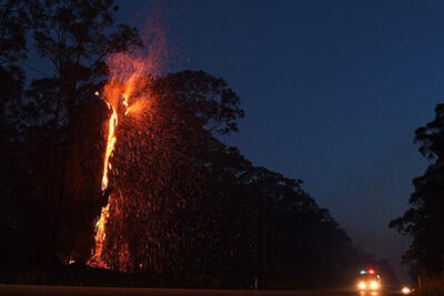 ببینید | تصاویر اختصاصی خبرآنلاین از آتش‌سوزی یک درخت در اتوبان نیایش