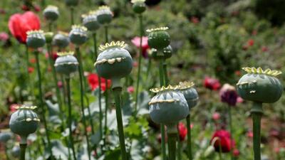 مطالعه‌ای که در رسانه‌های خارجی خبرساز شد/ مصریان باستان هم تریاکی بودند