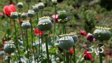 مطالعه‌ای که در رسانه‌های خارجی خبرساز شد/ مصریان باستان هم تریاکی بودند - مجله اینترنتی کولاک