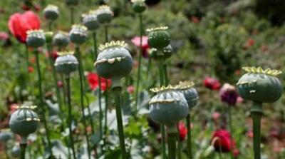 مصریان باستان هم تریاکی بودند - مردم سالاری آنلاین