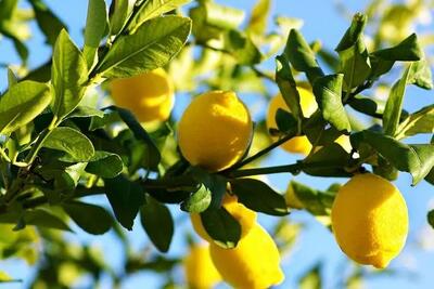  اینفوگرافیک؛ برداشت لیموشیرین در قصرشیرین