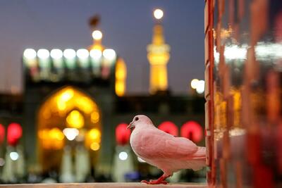  وقتی امام مهربانی‌ها روز مادر را تبریک می‌گوید+ فیلم