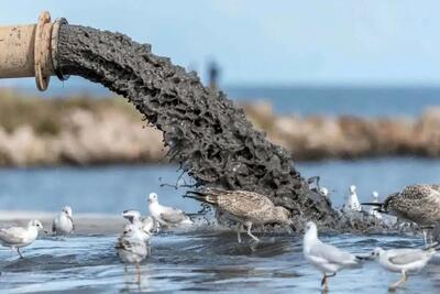 تالاب انزلی در حال خفه شدن؛ پسابها نفس اکوسیستم شمال را گرفتهاند