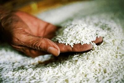 حذف ارز ترجیحی و آغاز دوره جدید در واردات برنج