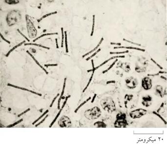  چرا به علم اعتماد کنیم؟(4)