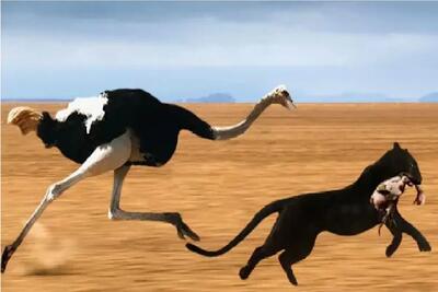  مستند حیات وحش؛ شترمرغ دراز برا حراست از تخمش میزاره دنبال جگوار