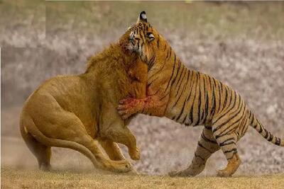  مستند حیات وحش؛ ببر خودشو سرتر از شیر میبینه حمله میکنه تا ثابت شه