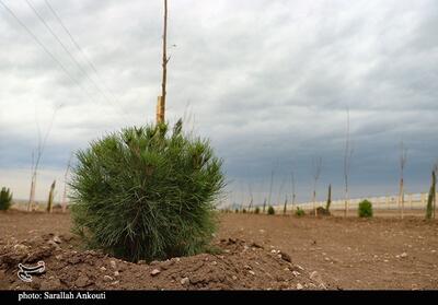 پویش درختکاری «در سایه مادر» در کرمان؛ کاشت نهال توسط مادران شهدا - تسنیم