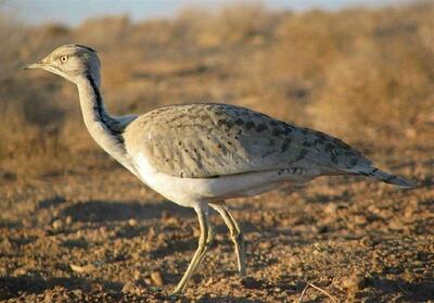ثبت گونه هوبره در منطقه سبزکوه استان چهارمحال و بختیاری   مشخصات - تسنیم
