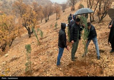 نهالکاری در سایه مادر در یاسوج برگزار شد؛ تولید 800 هزار اصله نهال تصاویر - تسنیم