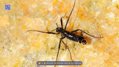  کشف حقیقتی خطرناک / تنها حشره قطب جنوب پلاستیک می‌خورد