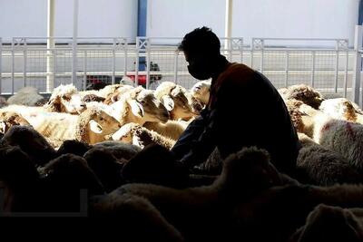 قیمت دام زنده امروز ۲۱ آذر ۱۴۰۴؛ میانگین نرخ گوسفند و گوساله اعلام شد! / جزئیات جدول قیمت‌ها را از دست ندهید!