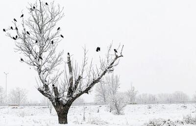 بارش تماشایی برف در شمشک+فیلم