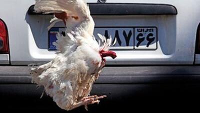 قصه‌های نان و نمک(70)/ خون خروس روی پلاک در عصر ABS و ایربگ!