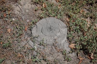 قطع غیرمجاز درختان در بابل/ تشکیل پرونده قضایی برای متخلفان