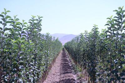 ایران جزو ۱۰ کشور اول دنیا در تولید محصولات باغبانی است