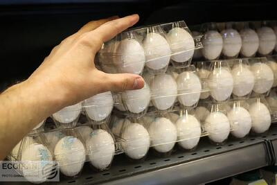 افزایش بی سابقه قیمت تخم مرغ / قیمت یک شانه تخم‌مرغ به ۲۴۵ هزار تومان رسید