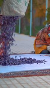 ویدیوی زیبایی از برداشت زعفران در خراسان