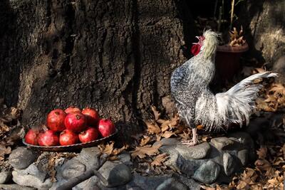  تصاویر؛ پاییز در کوچه باغ‌های درکه