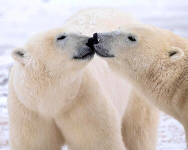 نشانه‌های سازگاری ژنتیکی خرس‌های قطبی با گرمایش زمین؛ کشف تغییرات مهم در DNA