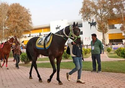 پایان هفته پنجم کورس گنبدکاووس بامعرفی اسب‌های برتر+ فیلم