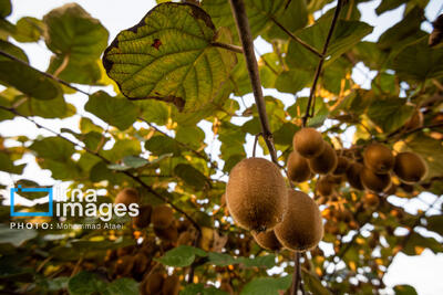 ۱۹۴ هزار میلیارد ریال کیوی از باغ‌های گیلان برداشت شد