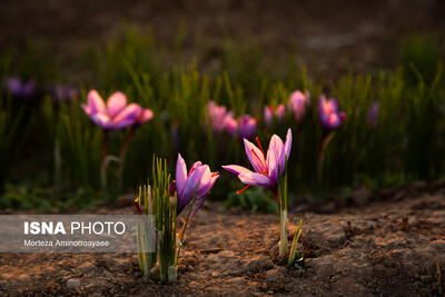 طلای سرخ نیشابور